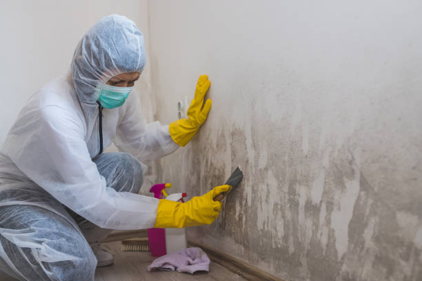 Best Emergency Mold Removal  in Rio Grande, OH