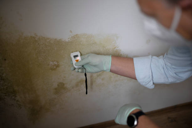 Best Home Mold Removal  in Rio Grande, OH