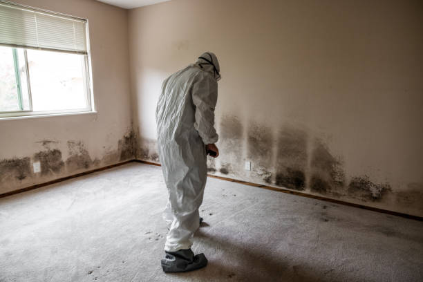 Best Commercial Mold Removal  in Rio Grande, OH