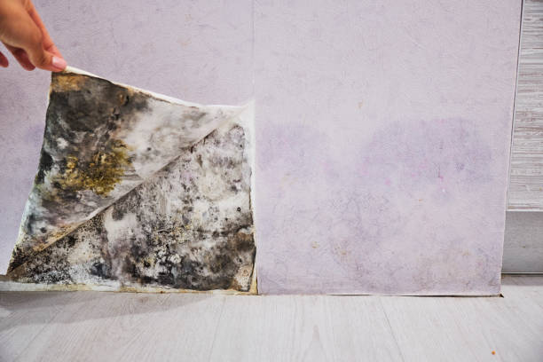 Best Black Mold Removal  in Rio Grande, OH